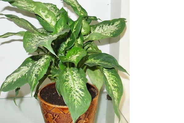 花葉萬(wàn)年青